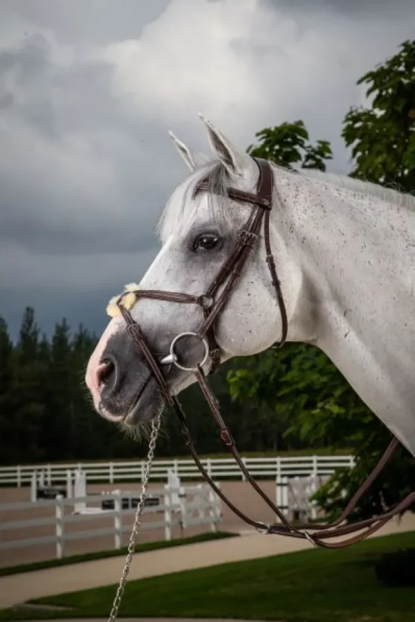 Hunter Fig 8 Noseband Bridle - Brown