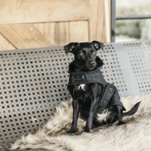 Original Dog Coat - Black