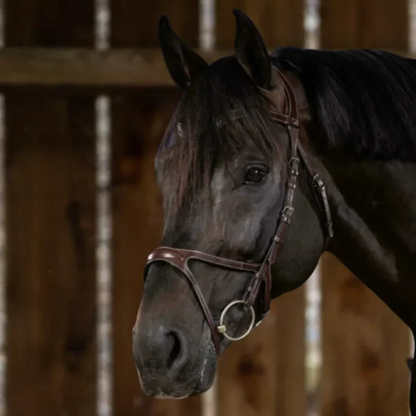 US Jumping X-Fit Bridle - Brown