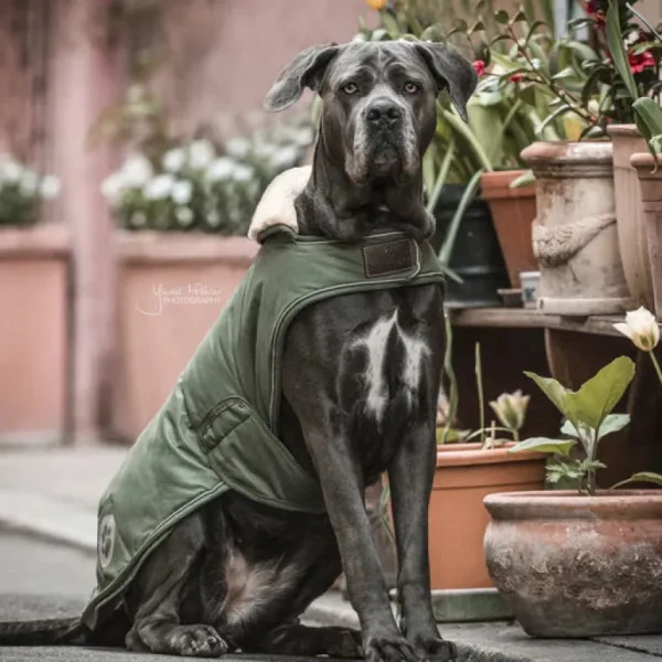 Waterproof Dog Coat - Olive Green