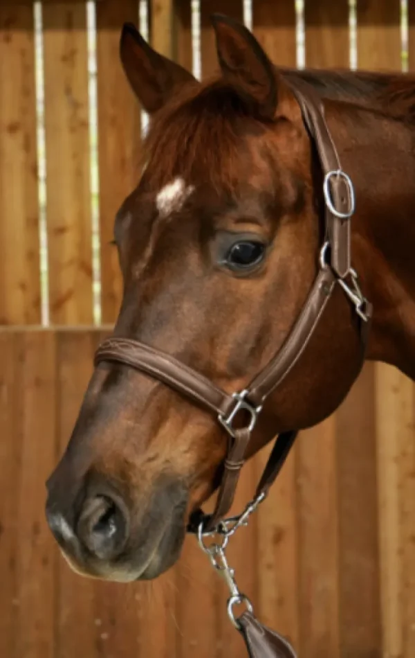 Working Soft Leather Headcollar - Brown